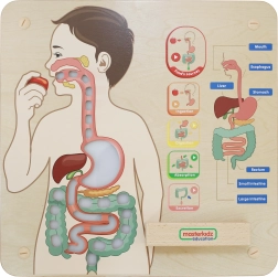 Masterkidz educatieve wandplaat – spijsverteringsstelsel Montessori