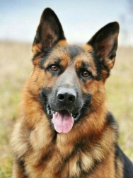 Diamant schilderen Duitse herder 30x40 cm