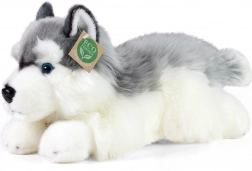 Pluchen husky liggend 30 cm RAPPA
