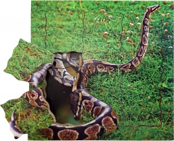 Just Jigsaws Slang en zijn levenscyclus houten gelaagde puzzel