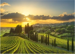 Maremma Vineyard XL Puzzle 500 pieces