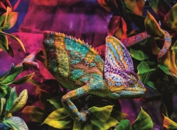 Ravensburger Puzzle Chameleon 500 Pieces