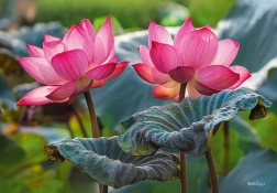 Puzzle Pink Lotus Flowers 500 Pieces