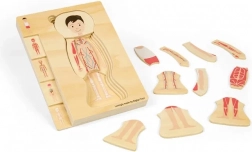 Houten gelaagde anatomiepuzzel – jongen BIGJIGS TOYS
