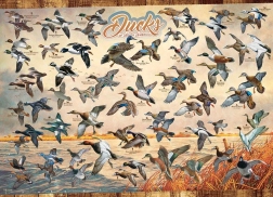 Puzzle COBBLE HILL Ducks of North America 1000 pieces