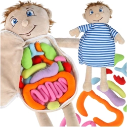Poupée anatomique en peluche pour apprendre le corps humain