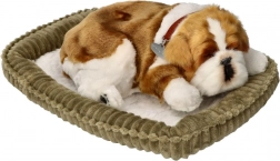 Breathing Bulldog Puppy