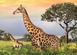 Giraffe Family Puzzle 1000 Pieces