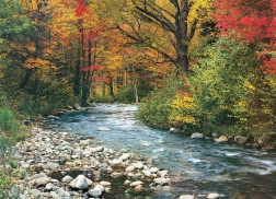 EUROGRAPHICS Puzzle Forest Stream 1000 pieces