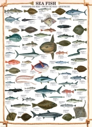 Marine Fish Puzzle