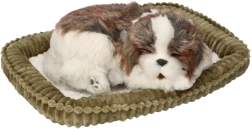 Adopte-moi chiot Shih Tzu qui respire