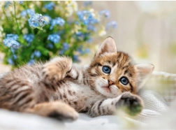 Puzzle RAVENSBURGER Kuscheliges Kätzchen 500 Teile