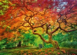 Cherry Pazzi puzzle Tree Canopy 1000 pieces