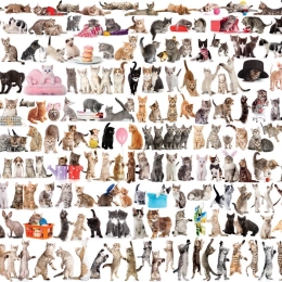 EUROGRAPHICS Puzzle Monde des chats 1000 pièces