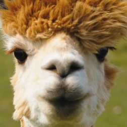 Puzzle carré CURIOSI Q Animal Alpaga 66 pièces