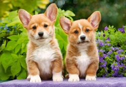 CASTORLAND Puzzel Welsh Corgi Puppies 1000 stukjes