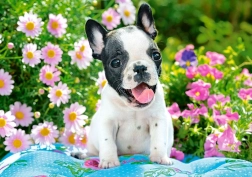 Puzzel 500 stukjes French Bulldog Puppy