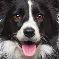 Square Puzzle Q Animal: Dog 66 Pieces