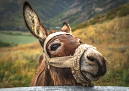 Donkey in the Mountains Puzzle 500 Pieces DINO