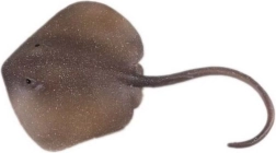 Figurine Eastern Fiddler Ray