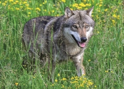 Ravensburger puzzle Fearless Wolf 1000 pieces