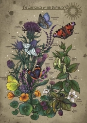 Puzzle Cycle de vie du Papillon 1000 pièces