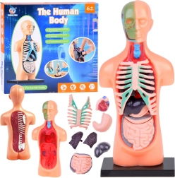 Educational human body model with removable organs, mini 15 cm
