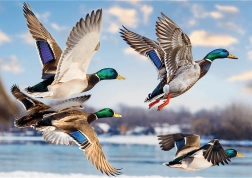 Puzzle Premium Plus: Flight of Wild Ducks 1000 Pieces