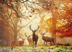 Puzzle HEYE Magic Forests: Deer 1000 Pieces