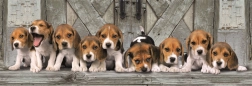 Puzzel 1000 stukjes compact panorama beagle