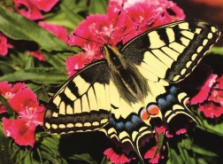 Ravensburger Puzzle Beautiful Butterfly 500 Pieces