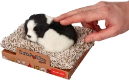 Schlafende Border Collie auf dem Körbchen