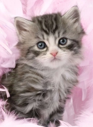 Puzzle Cute Kitten 500 Pieces