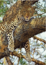 Leopard Puzzle 1000 Pieces