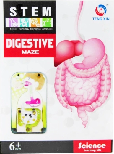 Creative Series – Digestive System