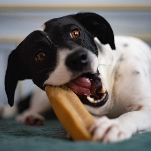 Ohne Laktose, Gluten und Konservierungsstoffe