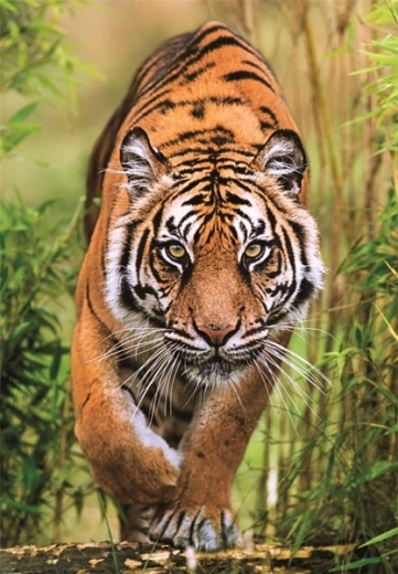 Motif réaliste de tigre riche en détails