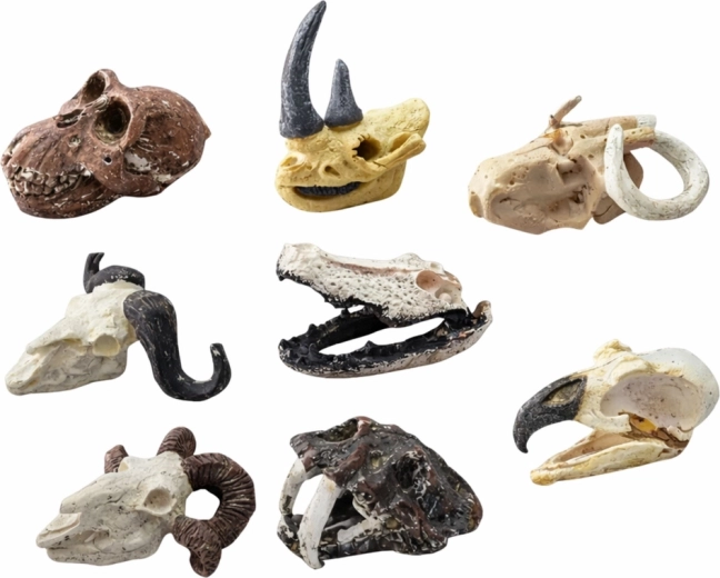 Detailed skull models