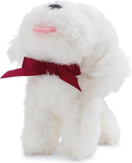 Cute Bichon with a bow