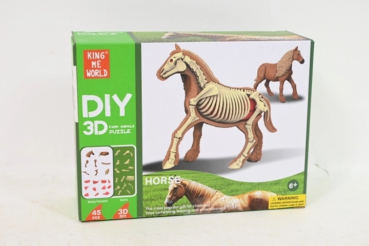Modèle anatomique de cheval