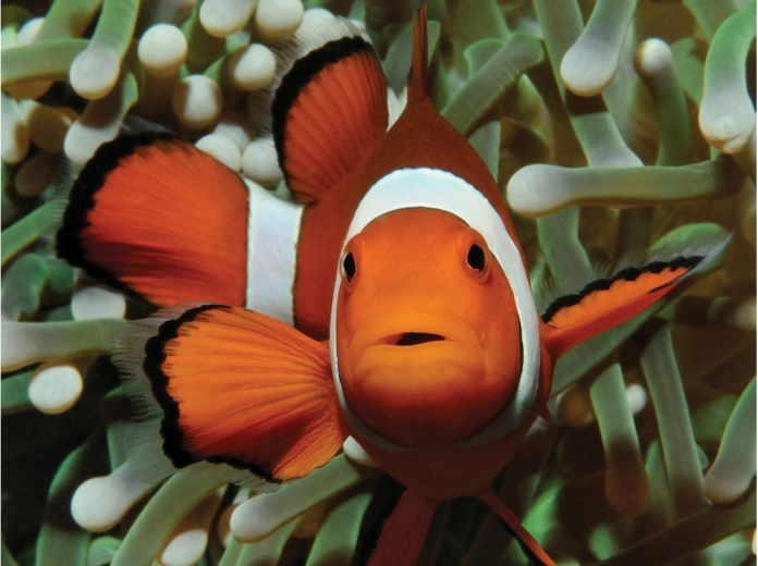 Betoverend motief uit de onderwaterwereld