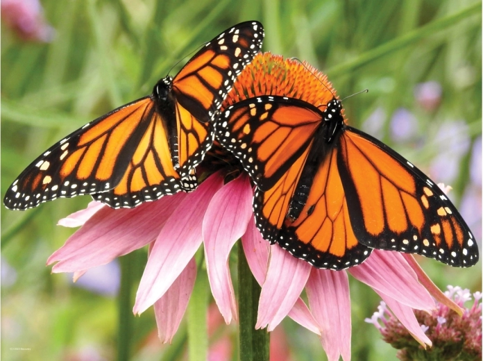 Effet 3D réaliste des papillons