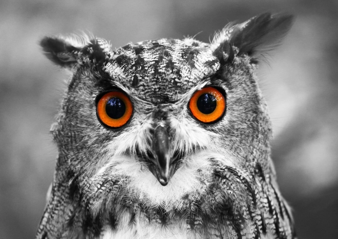 Puzzle Hibou curieux 1000 pièces ENJOY