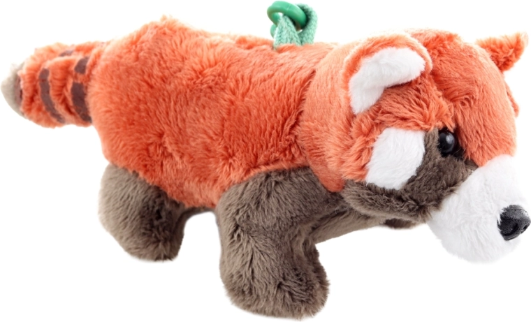 Cute look of a red panda