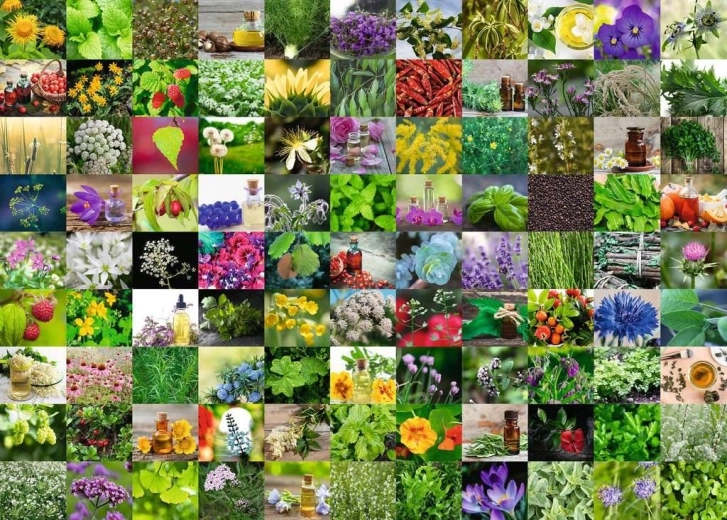 Puzzle RAVENSBURGER 1000 Teile 99 Kräuter