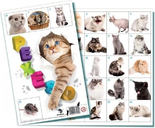 Pexeso Katzen