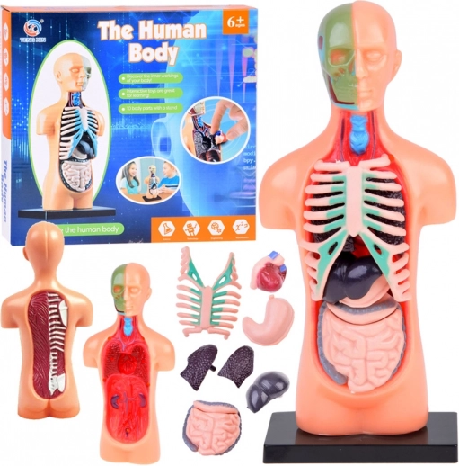 Bildungsmodell des menschlichen Körpers mit herausnehmbaren Organen, Mini 15 cm