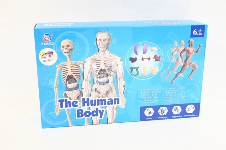 Anatomical model of the human body