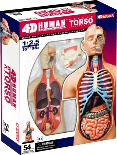4D Master Deluxe Anatomical Human Torso 38 cm