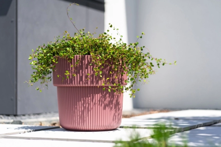 Practical insert for easy planting